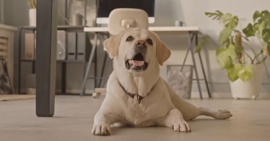 Labrador retriver, jedan od najomiljenijih pasmina na svetu, ima bogatu istoriju koja seže unazad nekoliko vekova.