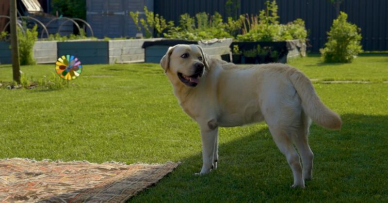 Razlika između labradora i labrador retrivera