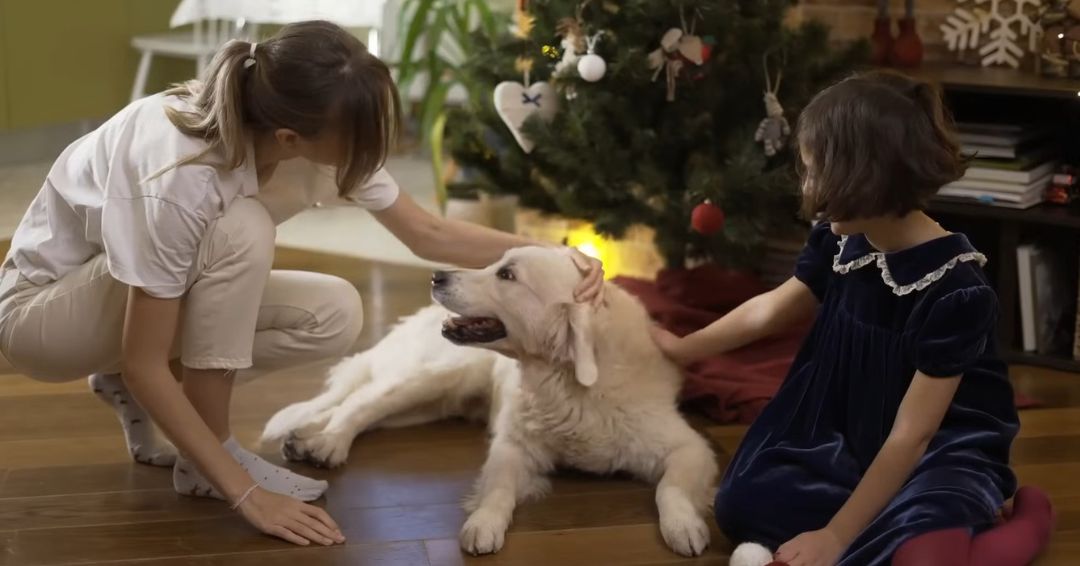 Temperament labradora karakteriše ljubaznost i želja za povezivanjem.