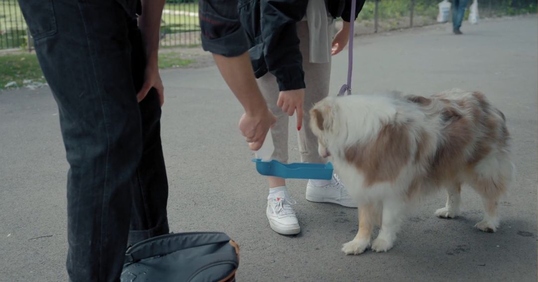 Starenje kod pasa dolazi tiho. Pas koji je do juče skakao u auto sada traži rampu